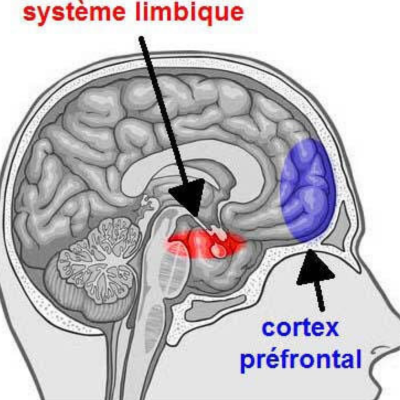 Sch&eacute;ma du cerveau montrant le syst&egrave;me limbique et le cortex pr&eacute;frontal activ&eacute;s par les mouvements oculaires en s&eacute;ance de RTMO&copy;