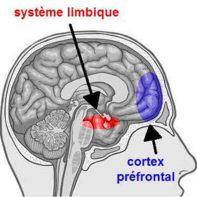 Le mécanisme du blocage : pourquoi votre cerveau revit le choc au présent